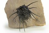 Insane Dicranurus Trilobite - Flying Preparation #310630-1